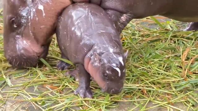 Карликовая бегемотиха из Таиланда стала звездой соцсетей смотреть онлайн