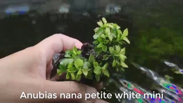 Anubias nana petite white mini in the aquarium|Aquatic plants| смотреть онлайн