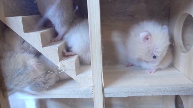 8 хомяков в лабиринте смотреть онлайн