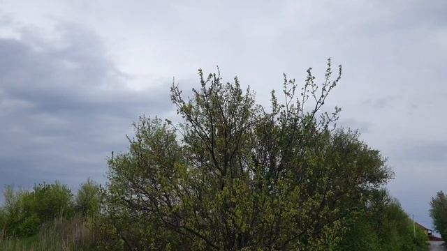 Кхир. Индийский рисовый пудинг. Лучше, чем мороженое. 5 Вкусов смотреть онлайн