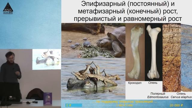 Лекция С.В. Дробышевского "Остеология: скелет" курса "Анатомия человека" смотреть онлайн