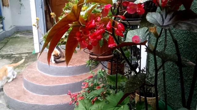 Дача, хроника 15 июля 2022 смотреть онлайн