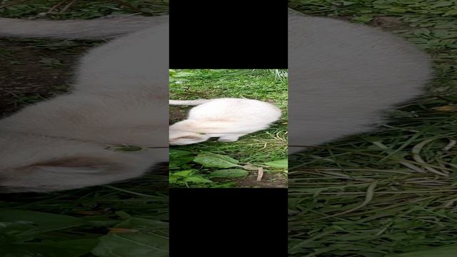 Кошка Маргошка