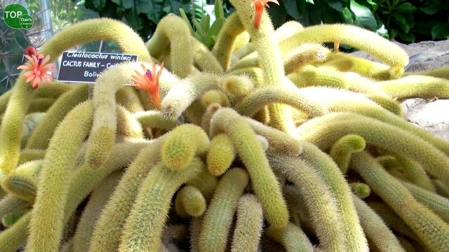 10 Cactus colgantes mas hermosos смотреть онлайн