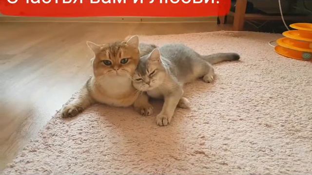 Посвящается заводчикам!!!