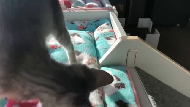 5 Easy Cat Toys Kids Can Make at Home! смотреть онлайн