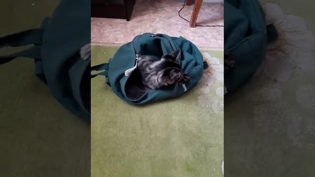 КОТИК В РЮКЗАКЕ смотреть онлайн
