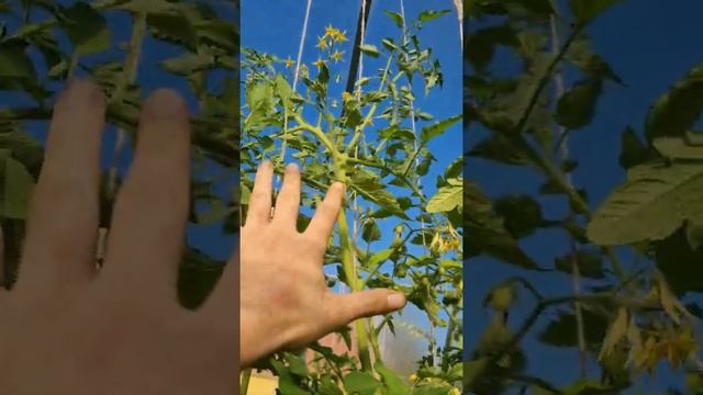 Томат Черри Ира от #семко #томаты #огородники #огород смотреть онлайн