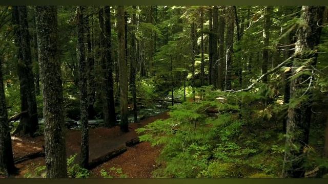 Наедине с природой. Слушать инструментальную музыку и пение птиц. смотреть онлайн