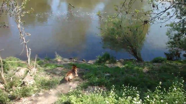 Schäferhund Lucy смотреть онлайн