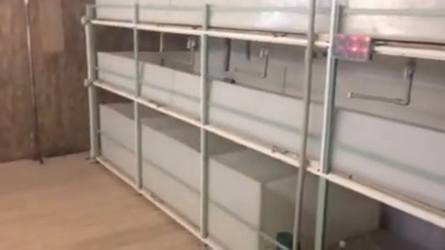Первый опыт в УЗВ для австралийских раков смотреть онлайн
