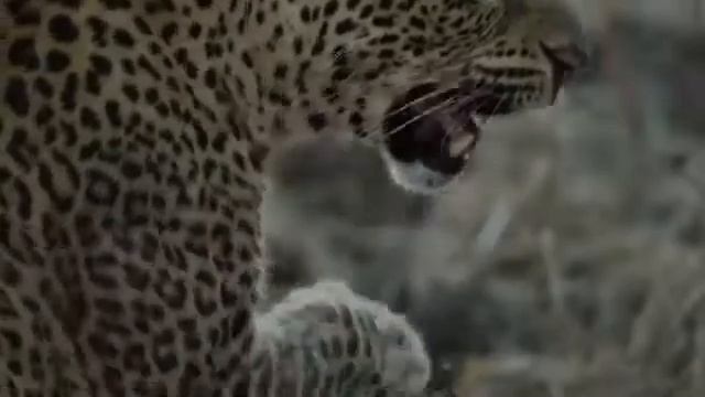 бой леопарда и гигантского питона смотреть онлайн