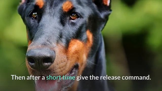 How to Train your Doberman dog to Stay? Teach your Doberman the "Stay" Command смотреть онлайн