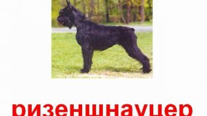 Животные породы собак звук