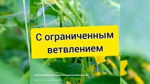 Пучковые огурцы от Манул