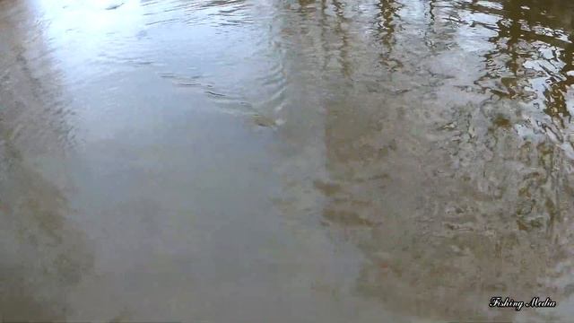Тычки. Налим и голавль. Вот что ловится на микроречках на живца весной! Хищная рыба на живца 2020 # смотреть онлайн