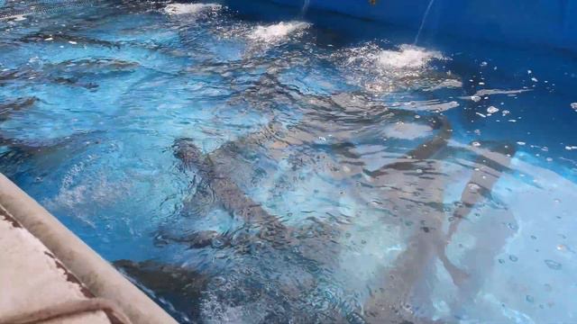 Шикарный рыбный рынок на солнечном берегу- в пешей доступности от каскадаса смотреть онлайн