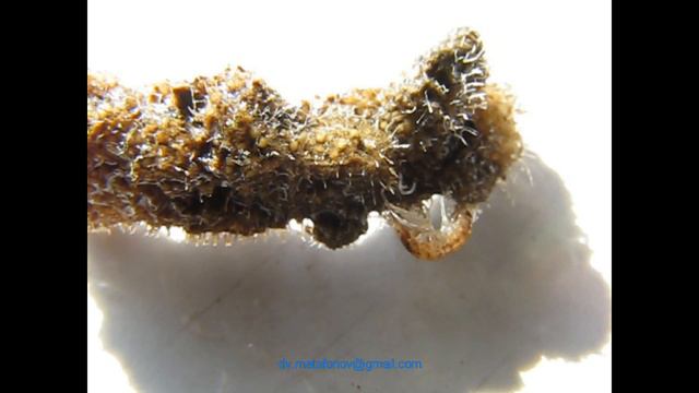 Гидробиология Забайкалья. Водяной ослик Asellus epimeralis из озера Баунт смотреть онлайн