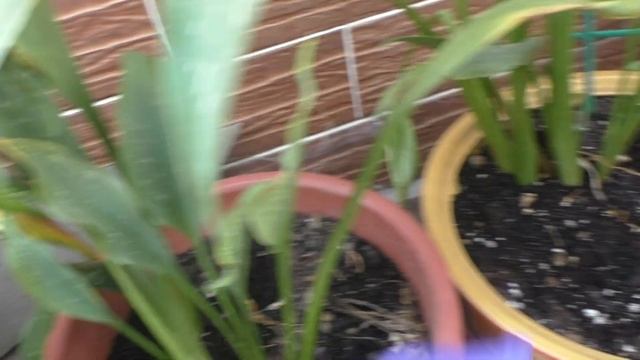 Каллы закончили цветение. Что дальше? смотреть онлайн