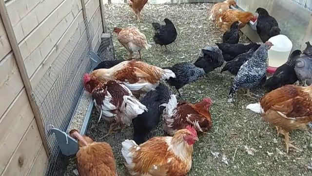 Красавец французский бройлер Sasso 3 месяца смотреть онлайн