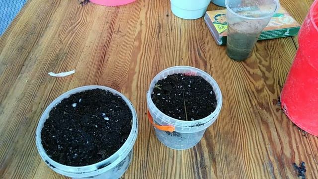 Семена олеандра и хлорофитум оранж. Что делать с мимозой смотреть онлайн