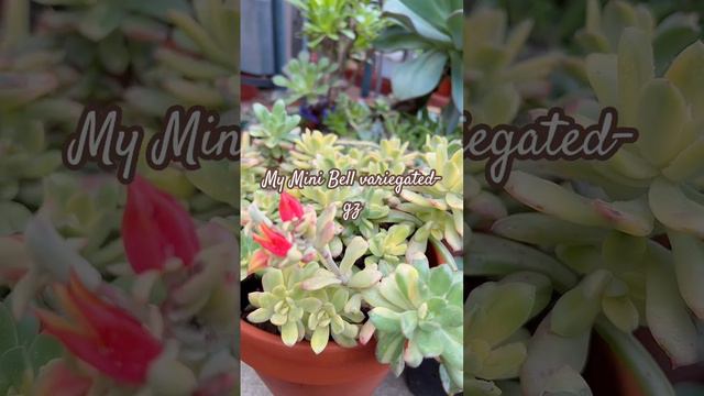 January 29, 2024 смотреть онлайн