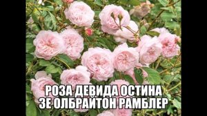 Роза Девида Остина Зе Олбрайтон Рамблер