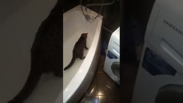 Прикол! Кошка в ванной с водой) Супер! Ржали долго! смотреть онлайн