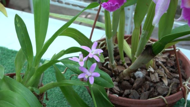 Цветение сентября 2023. Cattleya Marilyn Lew , Cattleya Vestalis