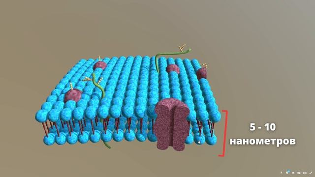 Строение клеточной мембраны, изучаем в 3D смотреть онлайн