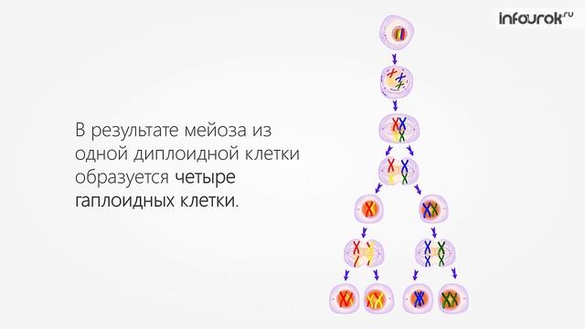 Мейоз | Биология 10 класс #19 | Инфоурок смотреть онлайн