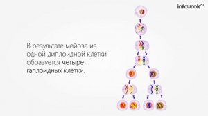 Мейоз | Биология 10 класс #19 | Инфоурок