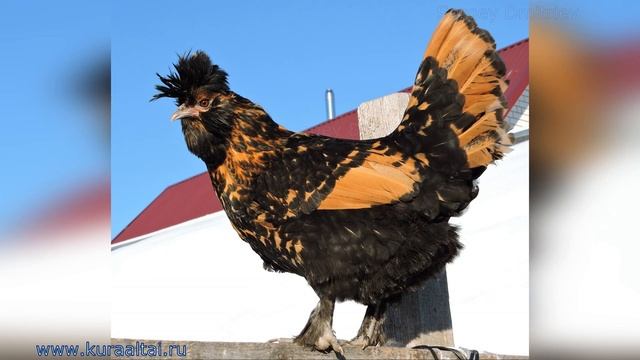 Altai #bantam and Pavlovskie #chickens Павловская Золотистая и Алтайская Бентамка #Куры Январь смотреть онлайн