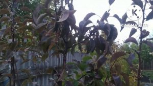 ГРУША СТРИЙСКАЯ! СТОИТ ЛИ САЖАТЬ?