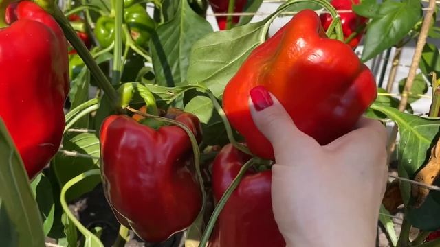 ЭТИ СОРТА ПЕРЦА очень УРОЖАЙНЫЕ в любой сезон! смотреть онлайн