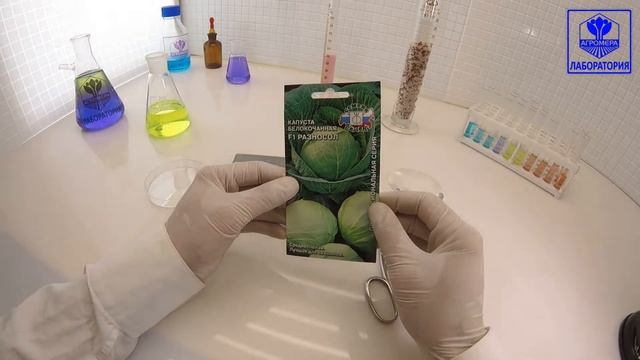 Капуста белокочанная Разносол. СеДеК смотреть онлайн