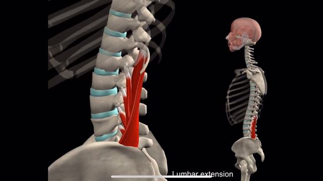 Квадратная мышца поясницы. 3d Anatomy. MUSCLE MOTION