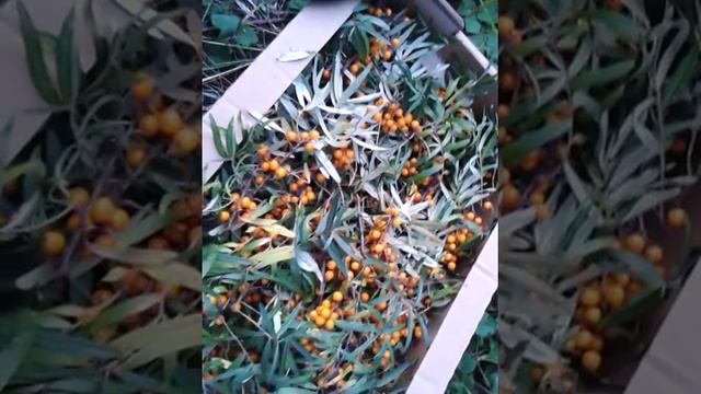 Как быстро собрать облепиху 3 смотреть онлайн