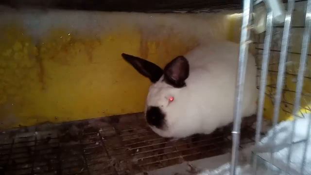 Лечить или не лечить больных кроликов смотреть онлайн