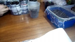 Что делать если рассада вытянулась?