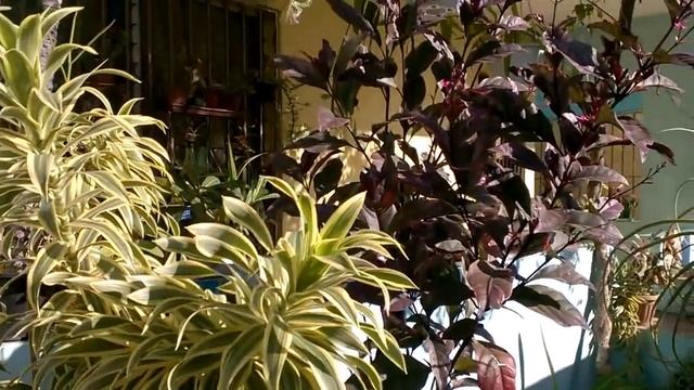 Псевдэрантемумы в моем саду #Pseuderanthemum in my garden. #Доминикана смотреть онлайн