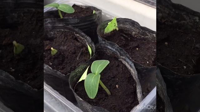 Обзор рассады через 2 недели после пикировки.