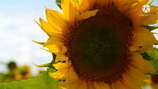 Relaxing music with sunflowers смотреть онлайн