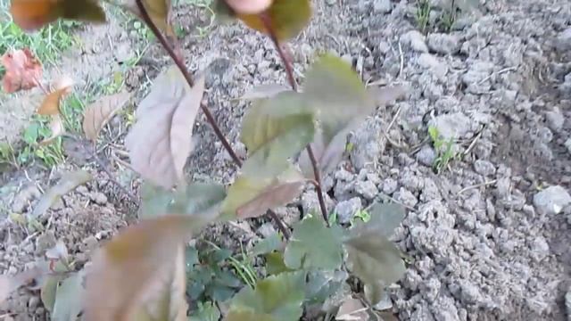 Как вырастить клоновый подвой. 2 часть - окучивание смотреть онлайн