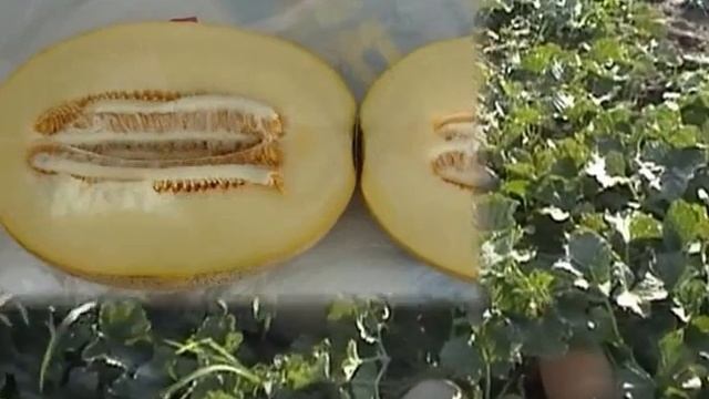 Дыня Бизан F1 - Enza Zaden