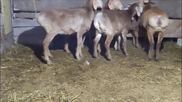 0507210291. НА ПРОДАЖУ ЯРКИ. ЛИНИИ ИМЕЮТСЯ , ЦЕНА ОПТОП ЗА 125ТЫС СОМ 4-6МЕСЯЦЕВ смотреть онлайн