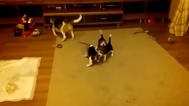 Бигль. Мама и щенки. Игры смотреть онлайн