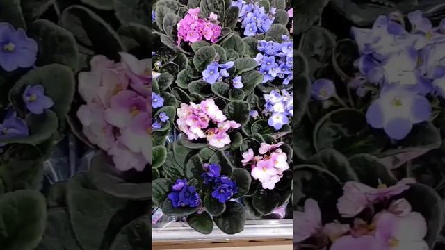 Сенполии / Узамбарские фиалки в магазине "Твой дом", Можайское шоссе. смотреть онлайн