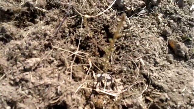 Посадка дубов смотреть онлайн