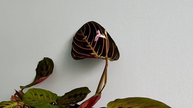 Маранта триколор цветок/Maranta Tricolor/однодневный бутон/ октябрь 2022г.